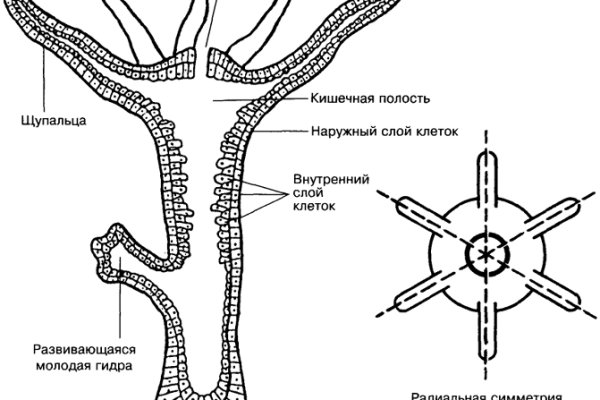 Kraken вход зеркало